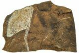 Fossil Ginkgo Leaf From North Dakota - Paleocene #215471-1